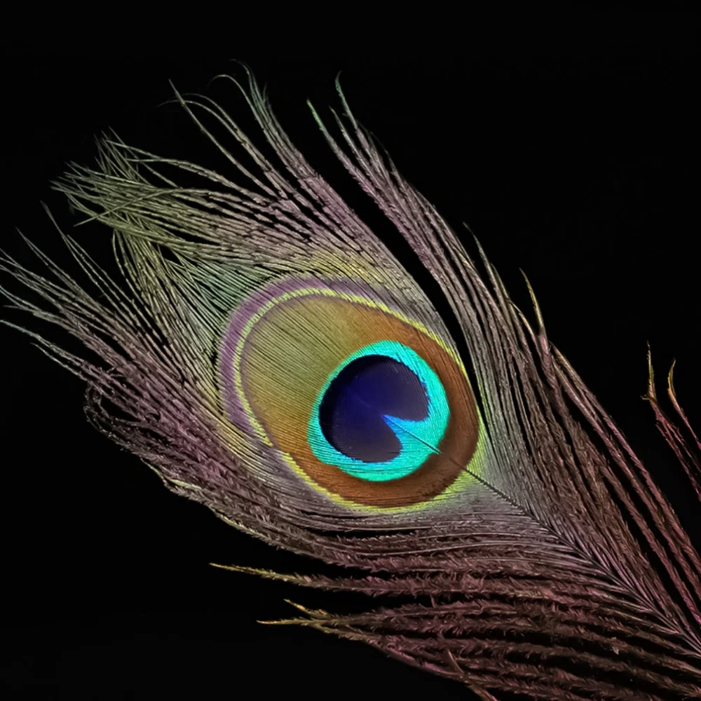 25 Large EYE Peacock Feathers 10"-12" Set of 25 High Quality Feathers - Picture 3 of 5